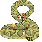 reptile_55